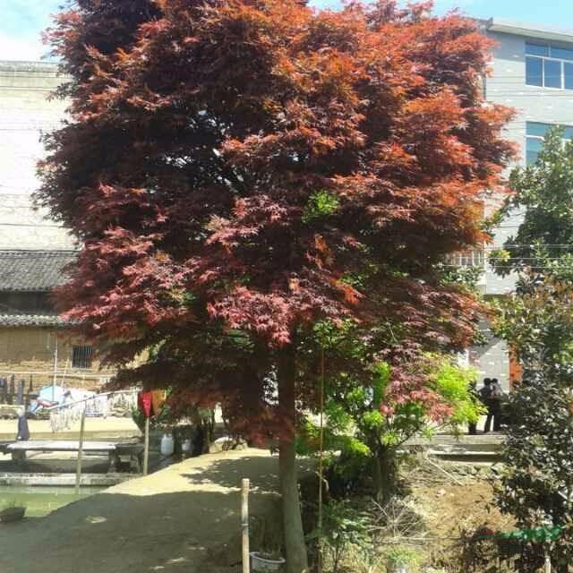 浙红地区价应红枫，海棠，樱花，红梅