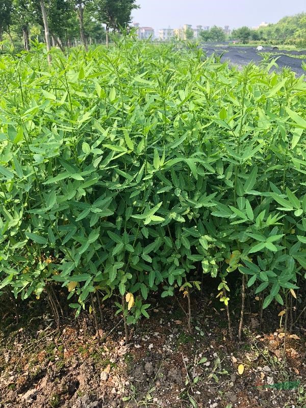 浙江萧山供应黄花决明，伞房决明