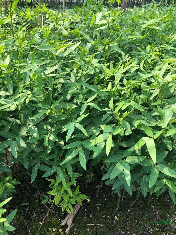 浙江萧山供应黄花决明，伞房决明