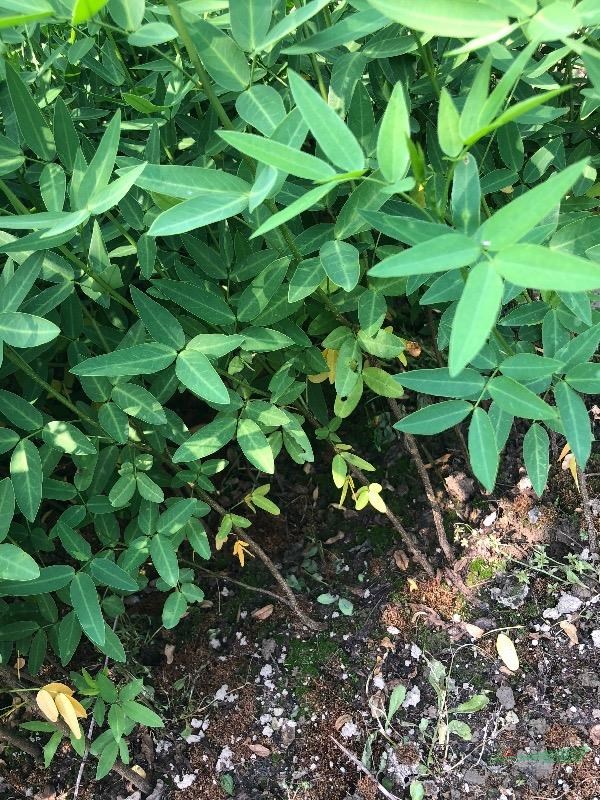 浙江萧山供应黄花决明，伞房决明