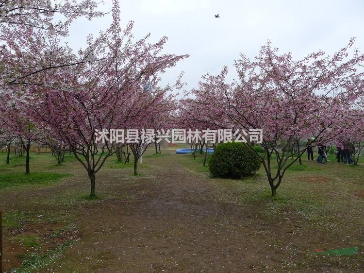 櫻花價(jià)格30元 米徑4公分 櫻花價(jià)格表 櫻花報(bào)價(jià) 祿興園林