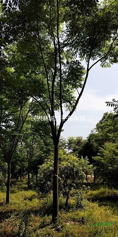 浙江省湖州市提供栾树10-14公分