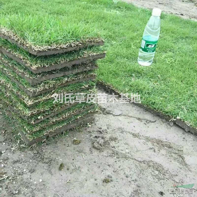 草坪綠化帶來的效益