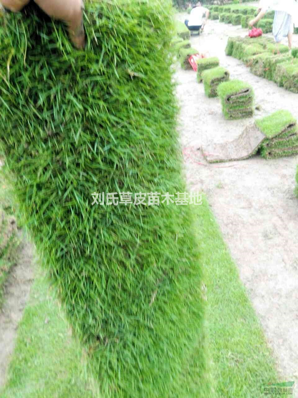 草坪綠化帶來的效益