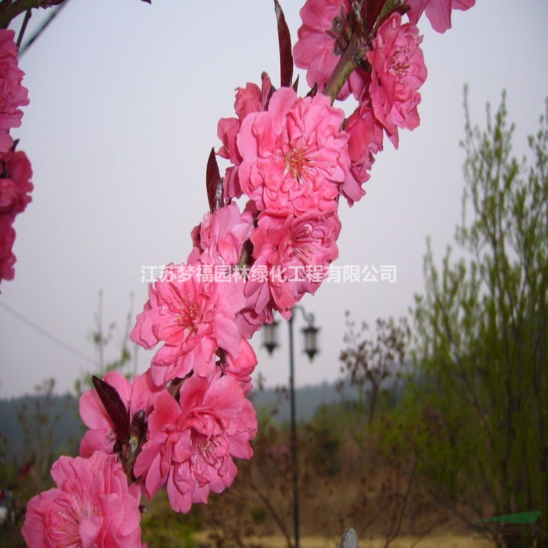 碧桃價(jià)格 碧桃圖片 碧桃產(chǎn)地 碧桃綠化苗木苗圃基地