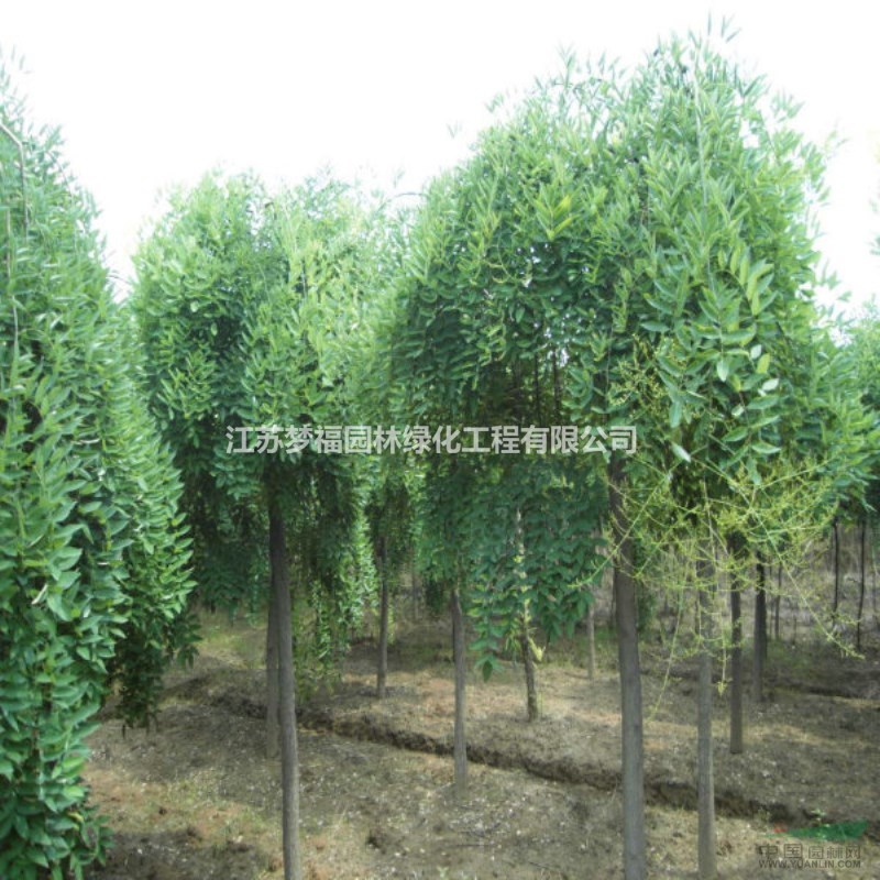 江蘇夢(mèng)福園林供應(yīng)垂槐