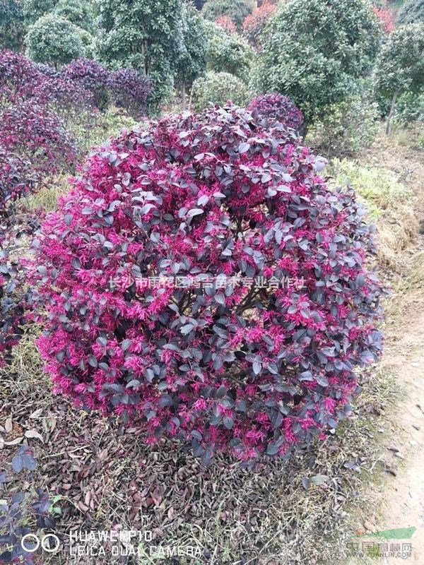 紅花繼木