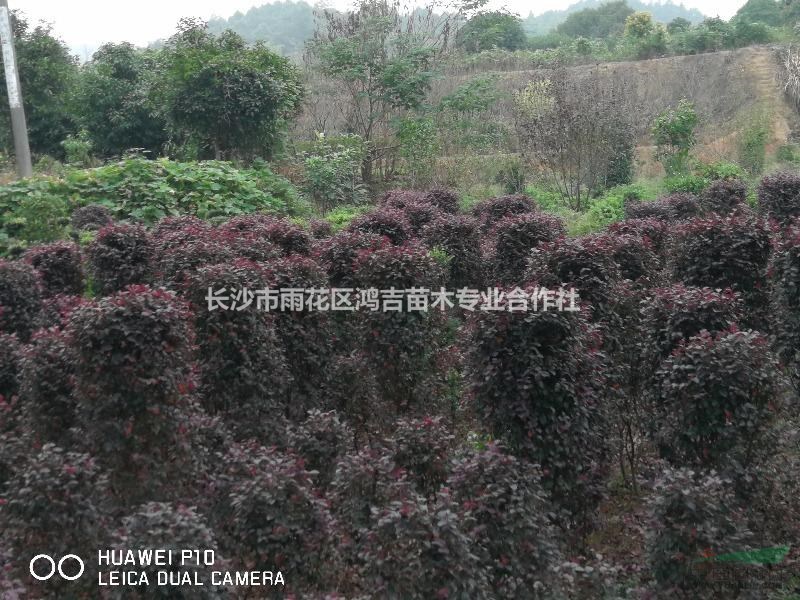 紅花繼木