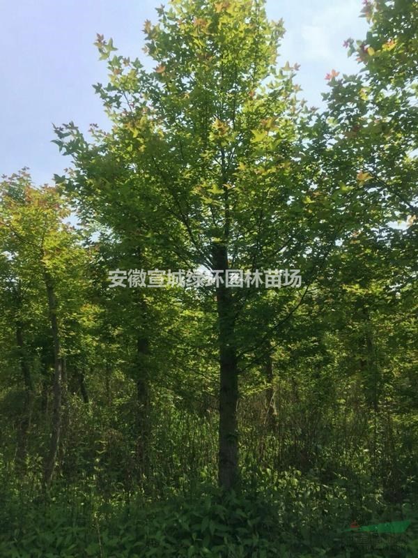 20公分楓香出售批發 大量批發20公分楓香樹 大楓香樹