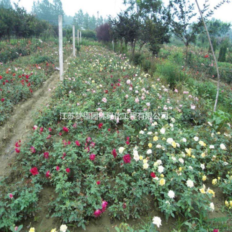 供應(yīng)曼海姆月季 曼海姆月季基地直供