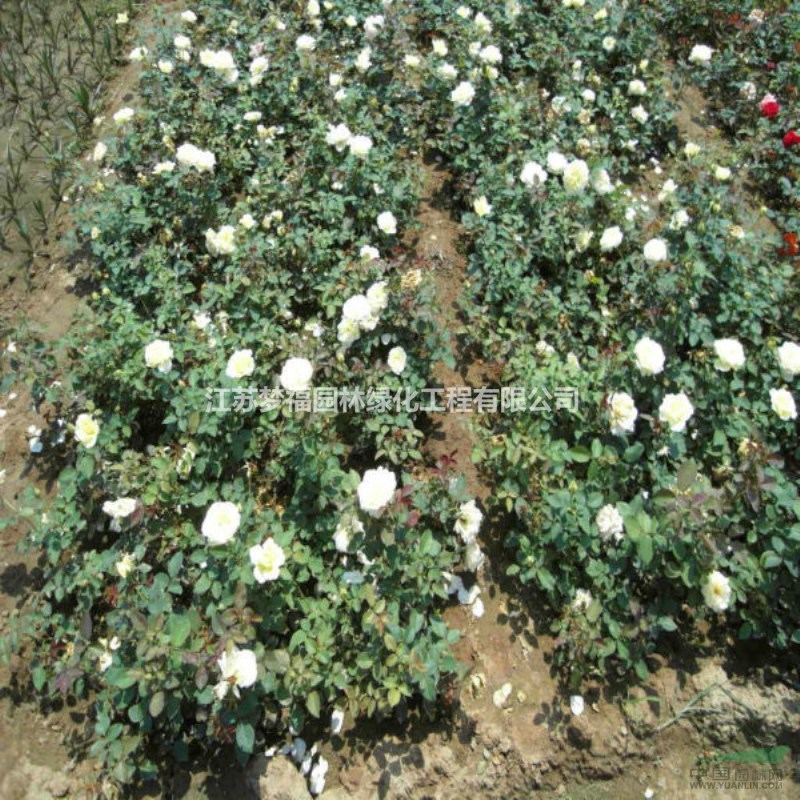 供應(yīng)曼海姆月季 曼海姆月季基地直供