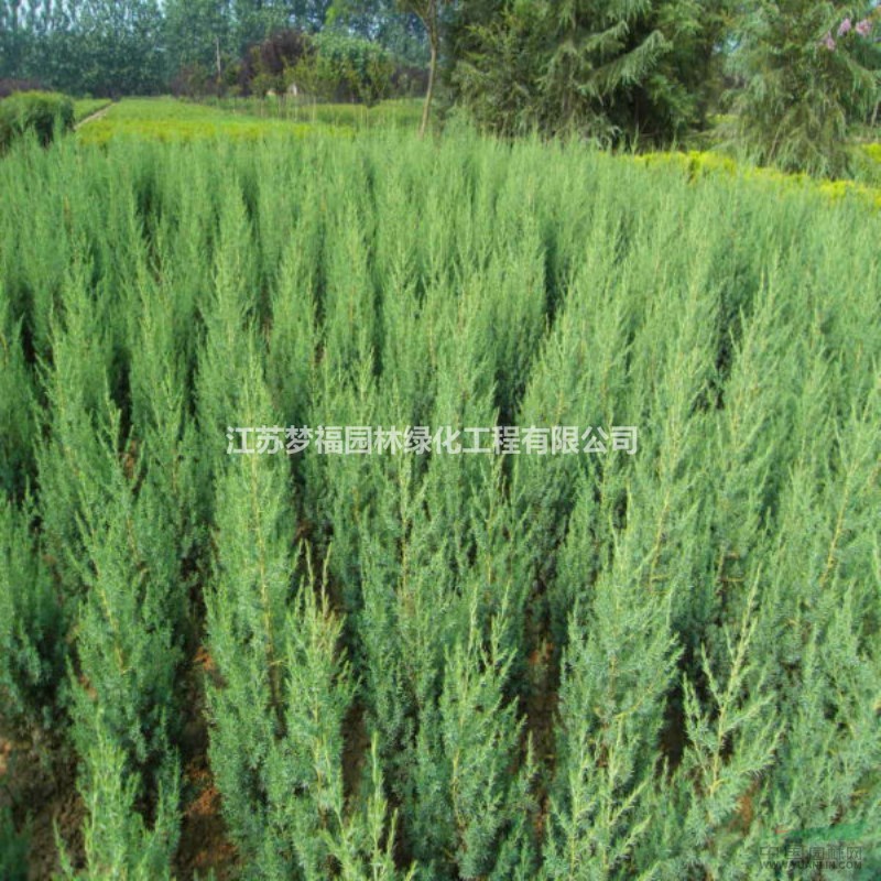 夢福園林刺松價格 刺松圖片 刺松產(chǎn)地 刺松綠化苗木苗圃基地