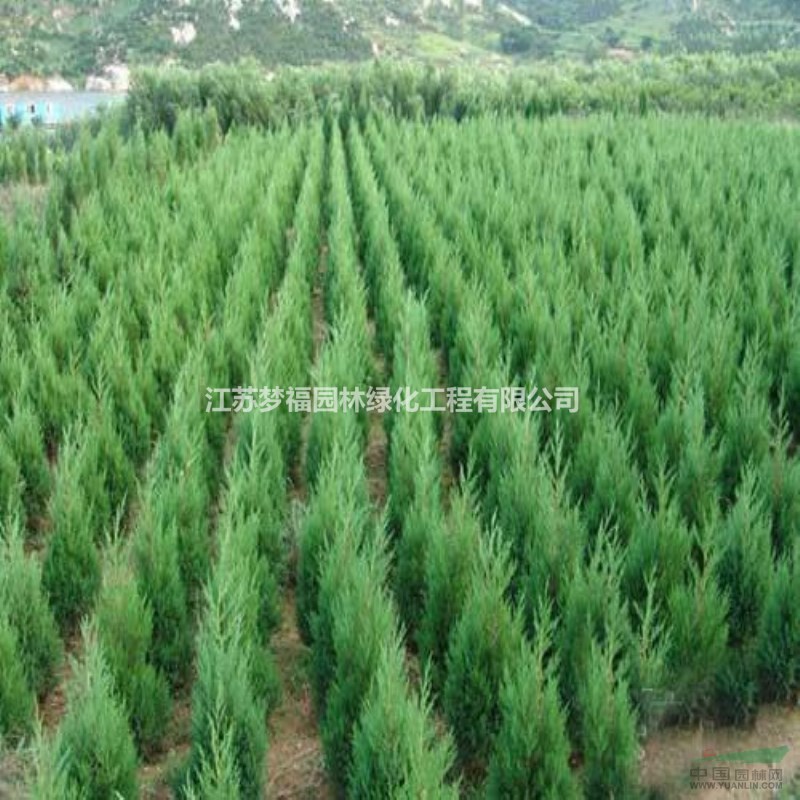 夢福園林刺松價格 刺松圖片 刺松產(chǎn)地 刺松綠化苗木苗圃基地