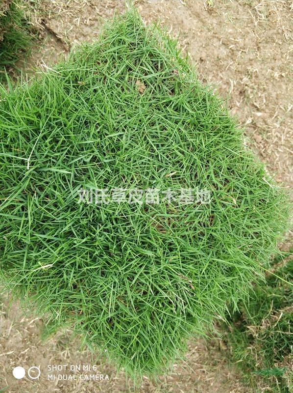 草坪種植在城市綠化中帶來(lái)很多價(jià)值