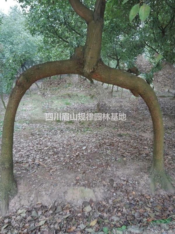 四川地区香樟树