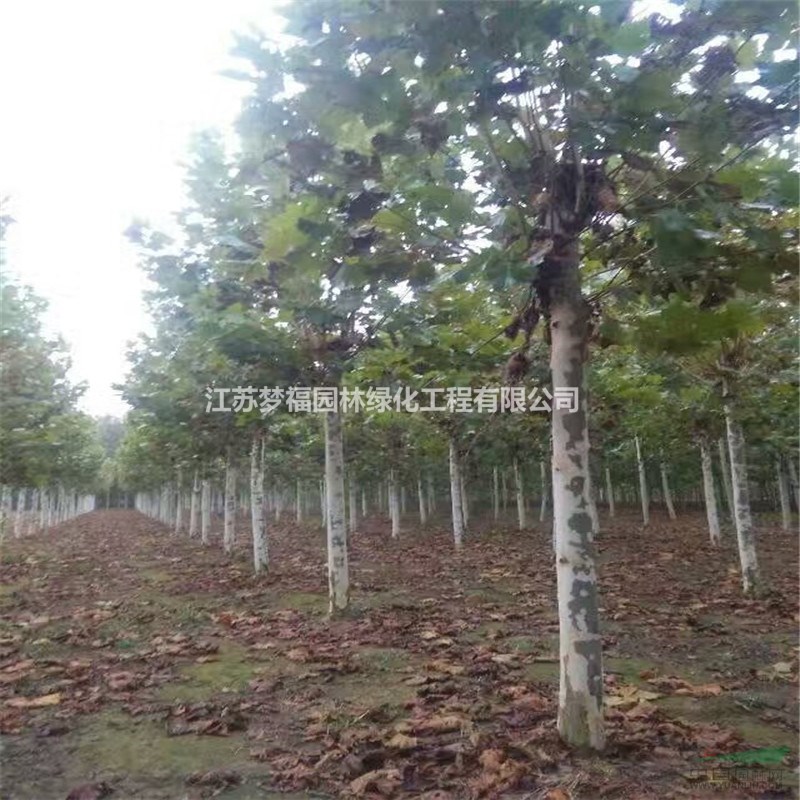 江蘇夢福園林供應懸鈴木