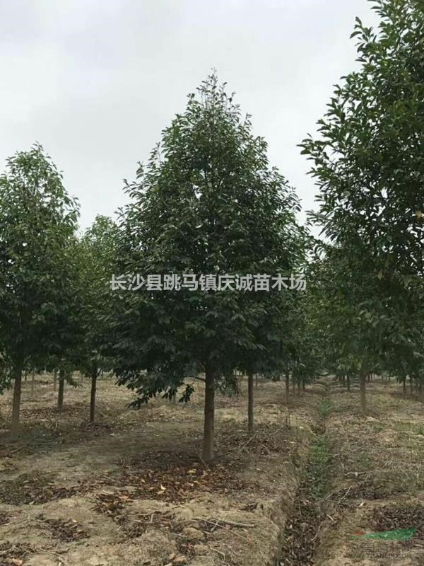 2至30公分乐昌含笑，景叶白兰，含笑树