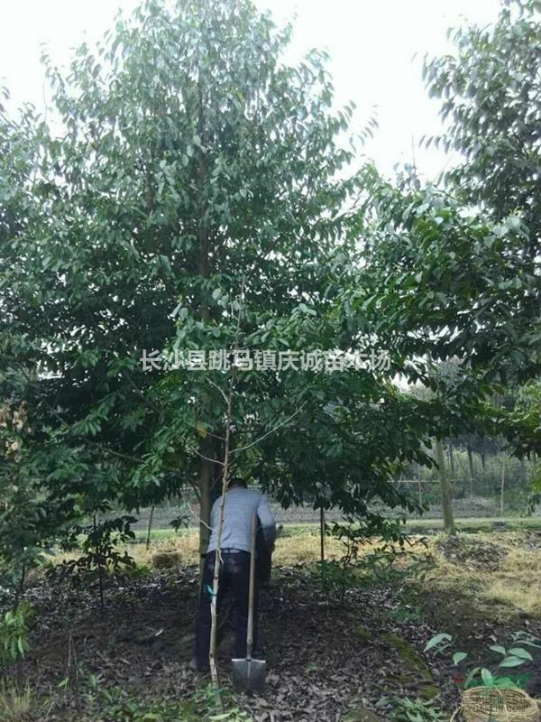 2至30公分乐昌含笑，景叶白兰，含笑树