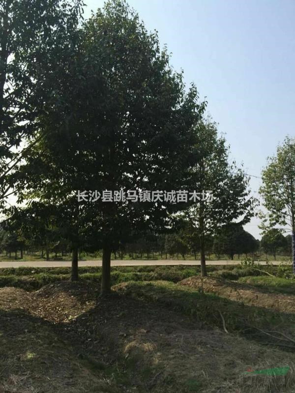 2至30公分乐昌含笑，景叶白兰，含笑树
