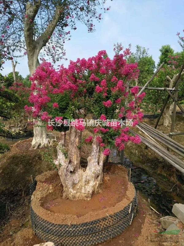 紫薇桩景，老紫薇，红紫薇