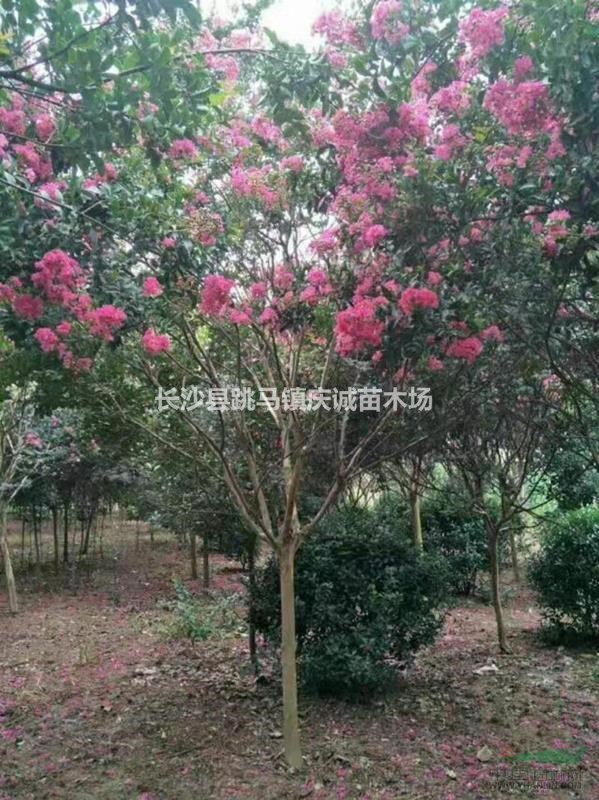 紫薇桩景，老紫薇，红紫薇