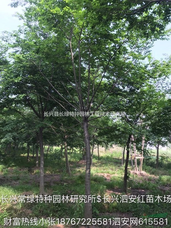 浙江長(zhǎng)興 供應(yīng) 全冠樸樹  批發(fā)價(jià)