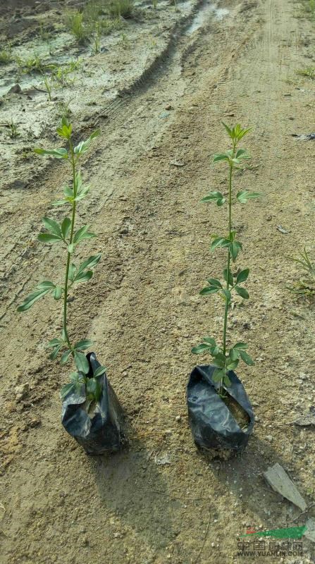 批發(fā)供應(yīng)迎春花云南黃素馨苗木工程綠化苗素馨花小苗規(guī)格齊全