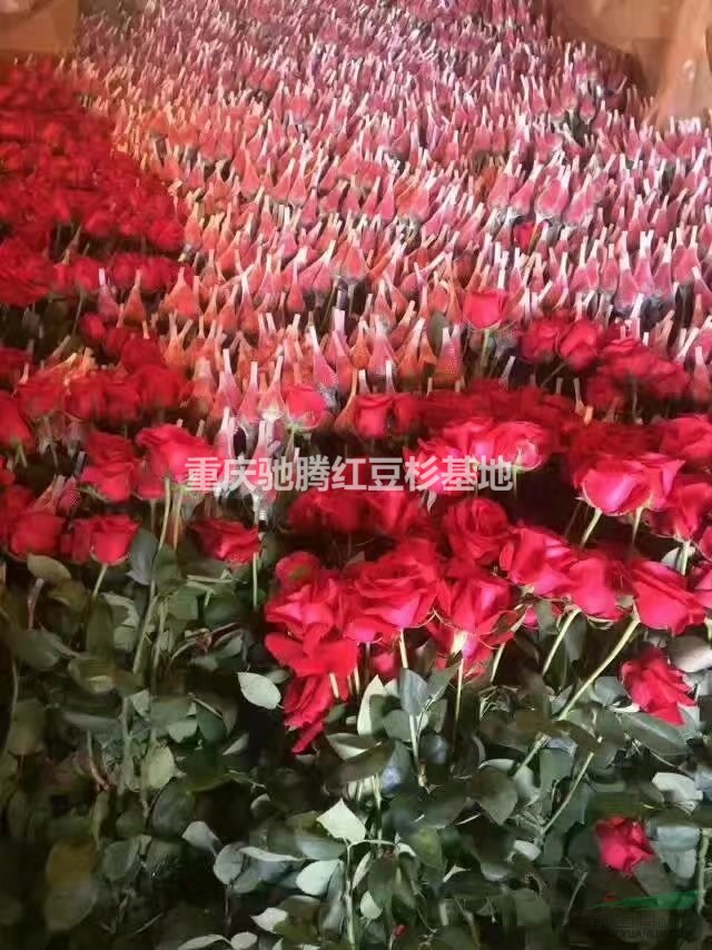 重慶歐月小苗藤本月季小苗大量出售