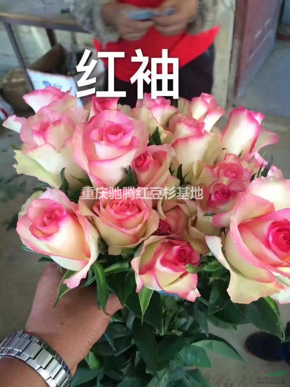 重慶歐月小苗藤本月季小苗大量出售