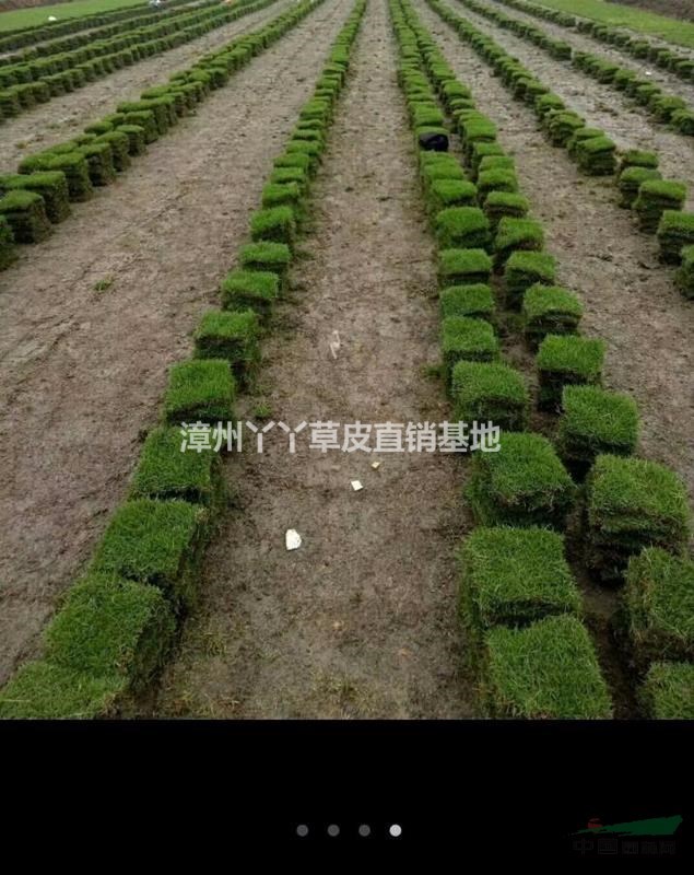 福建省漳州市丫丫草皮直銷基地供應(yīng)馬尼拉草皮臺(tái)灣草各種綠化草皮