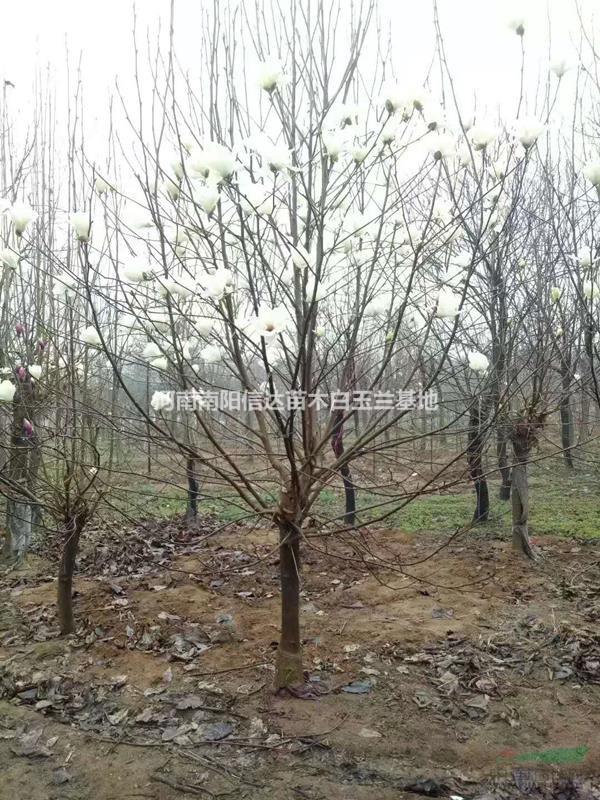 河南南陽供應(yīng)大量白玉蘭 品種齊全