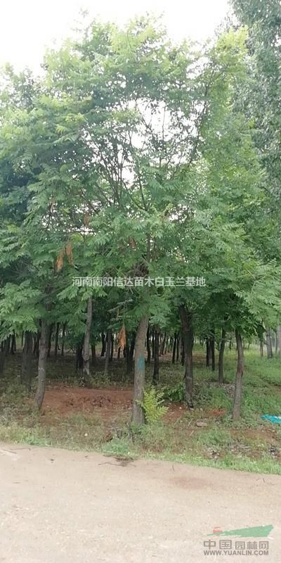 供應(yīng)大量大規(guī)格北欒 有需要聯(lián)系