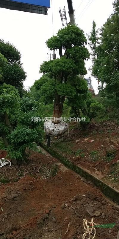 湖南占地苗木紅花繼木樁 楊梅樹(shù) 榆樹(shù) 羅漢松 小葉女貞等