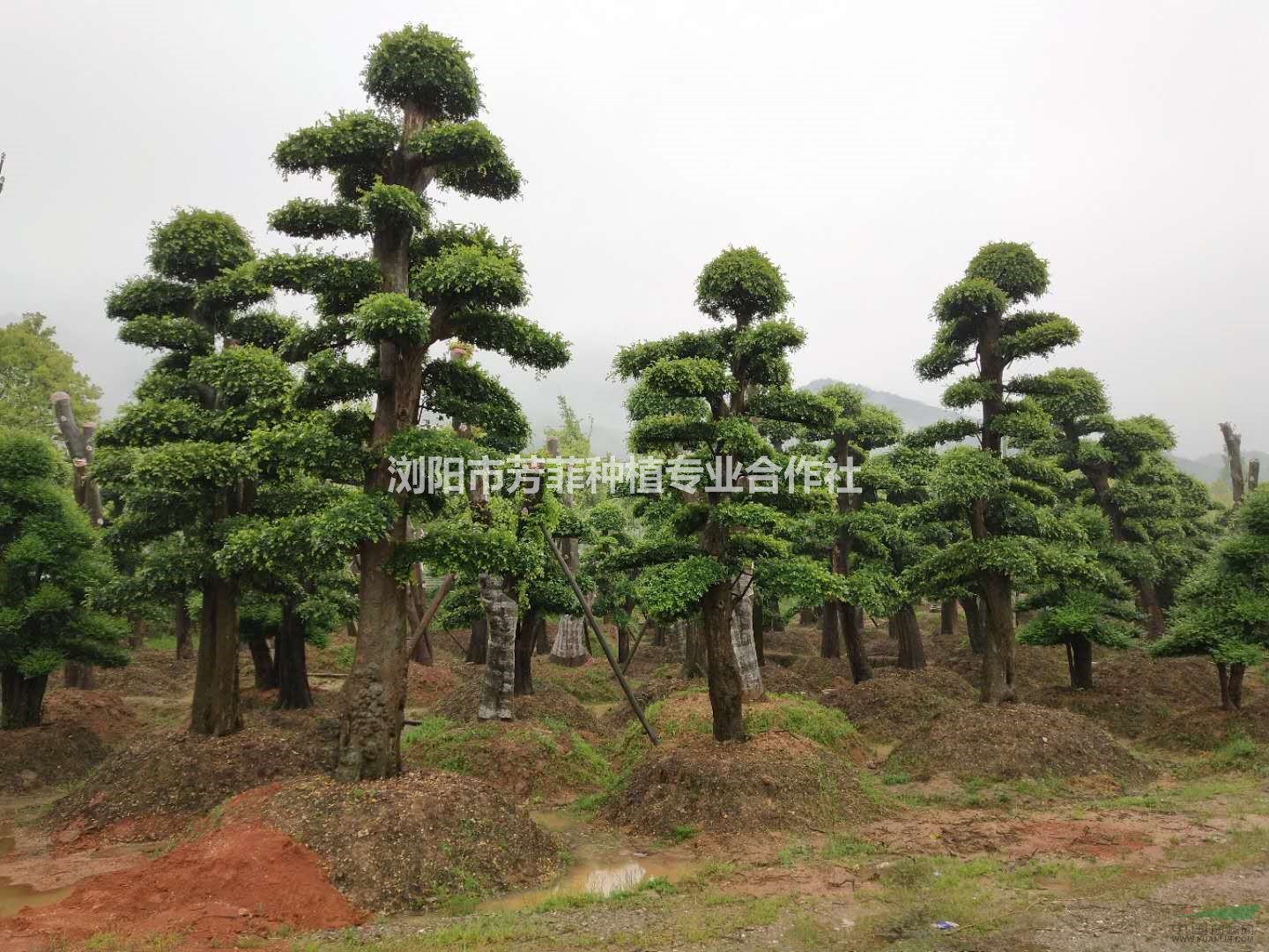 芳菲種植基地供應高檔造型景樹造型赤楠 造型紅繼木 小葉女貞樁