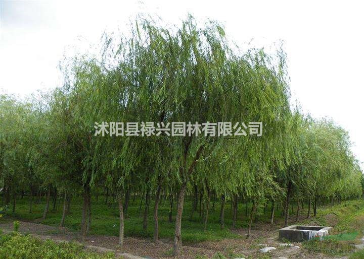 垂柳5公分價格多少錢  垂柳價格/報價表 在哪買