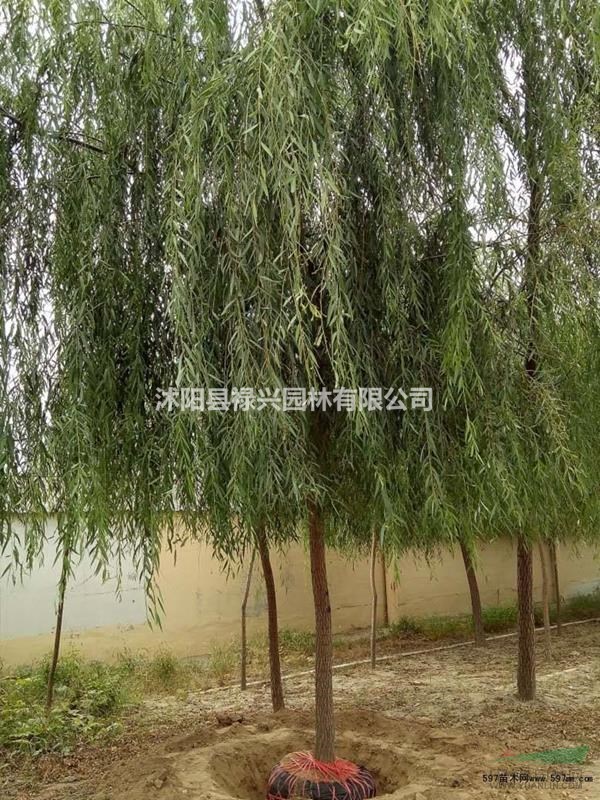 垂柳5公分價格多少錢  垂柳價格/報價表 在哪買