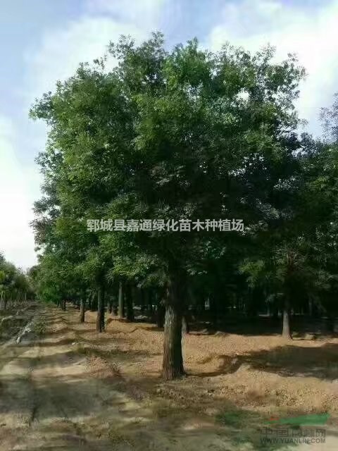 山東菏澤地區(qū)供應10-25公分國槐