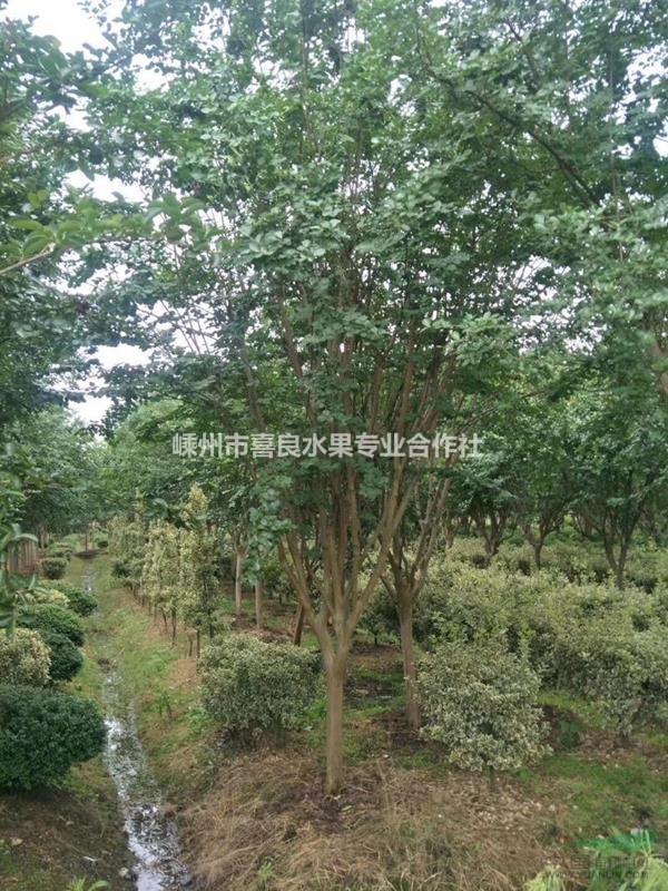 大量供應(yīng)優(yōu)品綠化苗紫薇