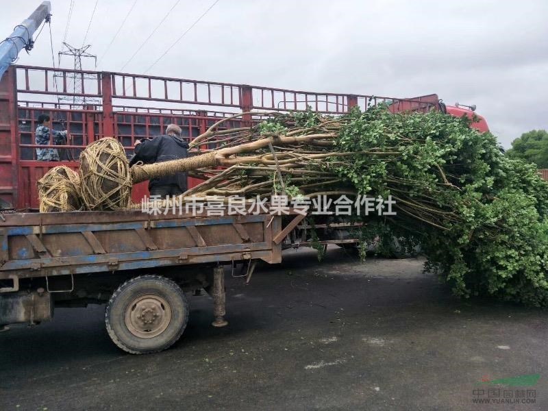 大量供應(yīng)優(yōu)品綠化苗紫薇