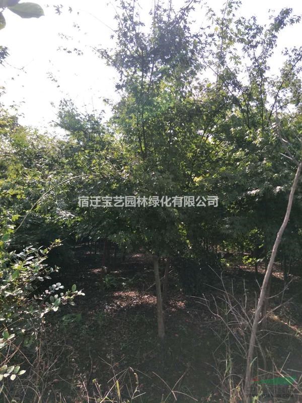 五角楓 五角楓基地 江蘇三角楓 紅楓 雞爪槭