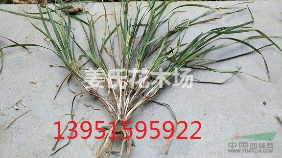 耐寒耐旱沿階草佛甲草玉龍草無蟲無害書帶草玉簪萱草麥冬草包郵寄