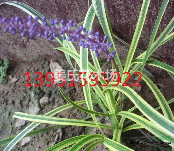 耐寒耐旱沿階草佛甲草玉龍草無蟲無害書帶草玉簪萱草麥冬草包郵寄