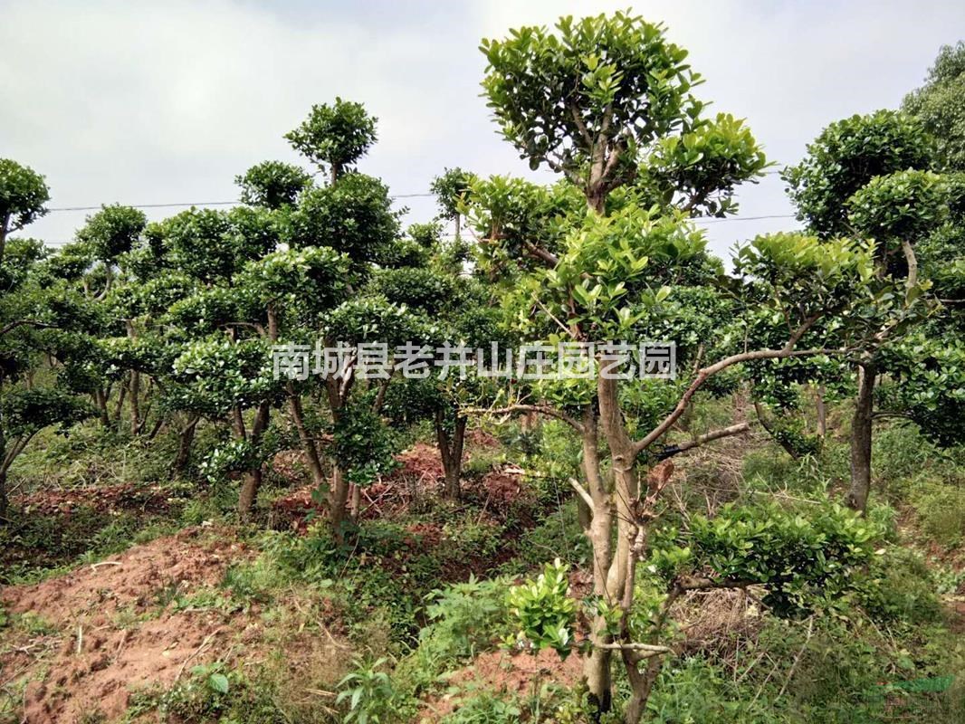 原生大型造型無刺枸骨米徑10-12公分高260公分蓬徑250
