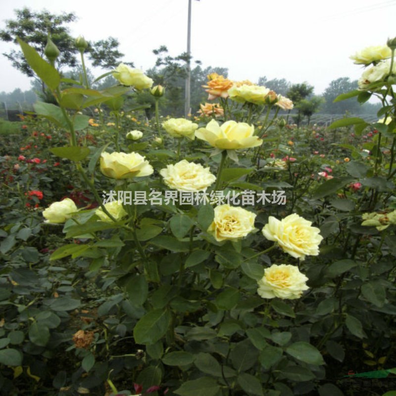 黃帽月季的園林應(yīng)用