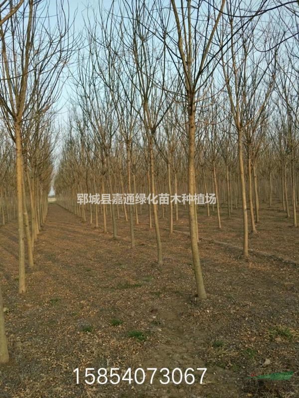 山東菏澤10公分國槐價格，25公分國槐低價出售，歡迎搶購