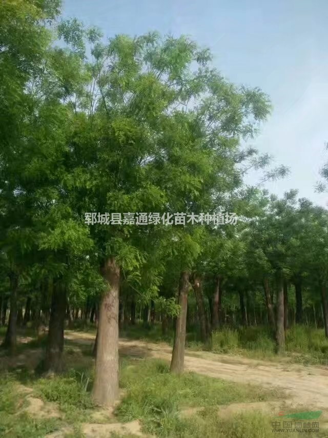 山東菏澤10公分國槐價格，25公分國槐低價出售，歡迎搶購