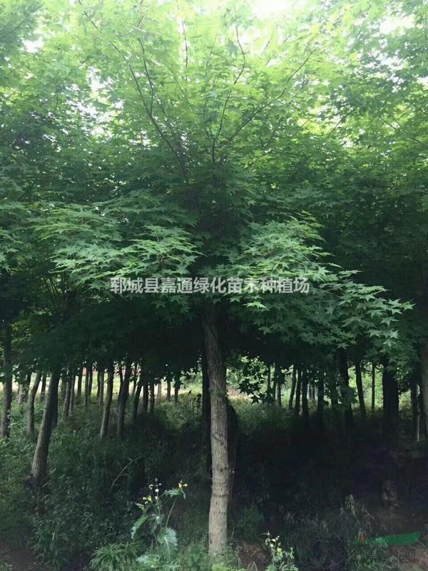 5-15公分五角楓價(jià)格便宜質(zhì)量好