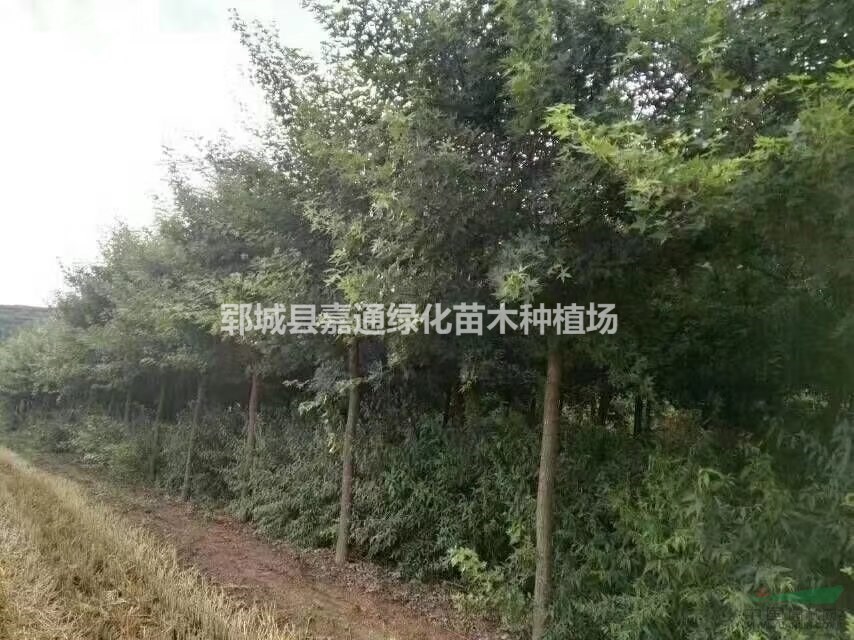 5-15公分五角楓價(jià)格便宜質(zhì)量好