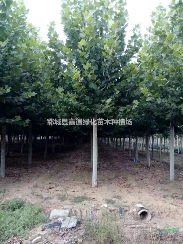 15公分法桐價格詳情，法桐照片/法桐資訊