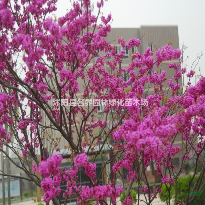6公分獨(dú)桿紫荊價(jià)格